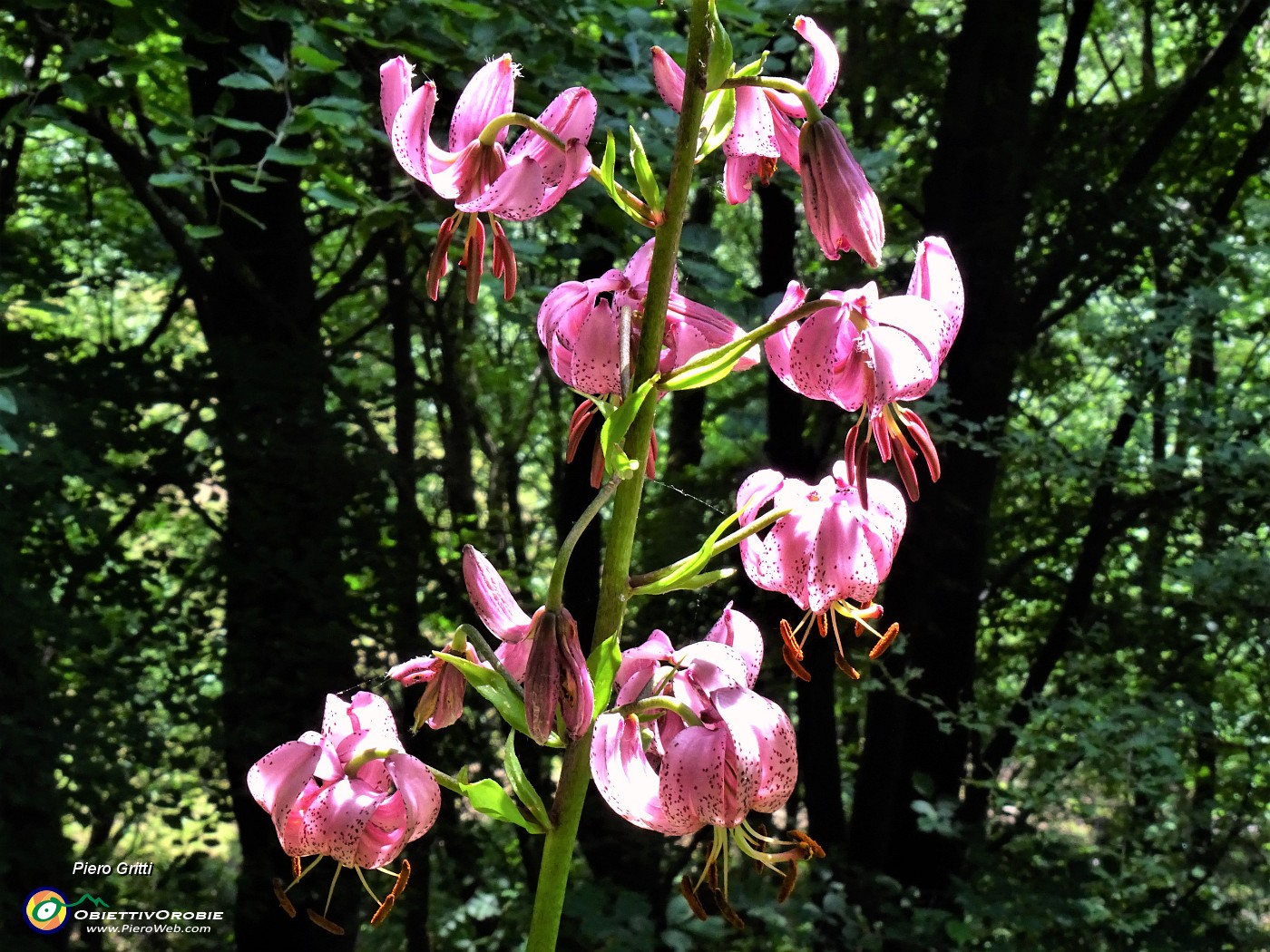 29  Lilium martagon (Giglio martagone).JPG